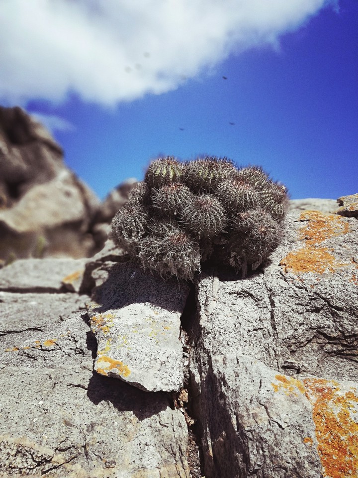 Cactus