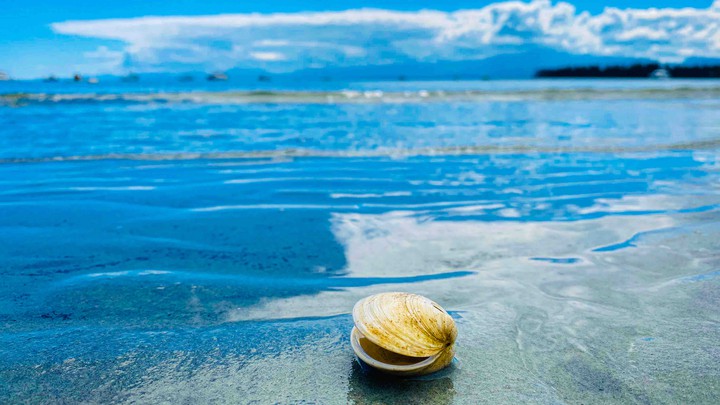 shells at the island shore!