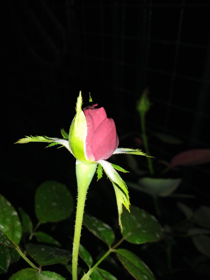 The Rose