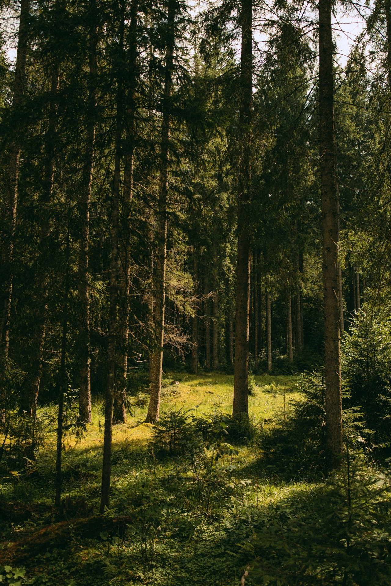 רקעים ecoregion, forest