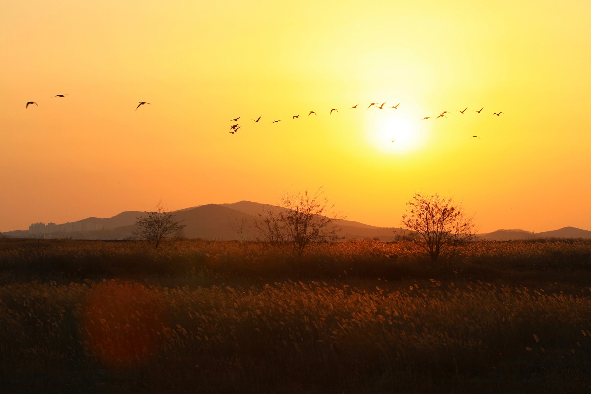 Migratory Birds