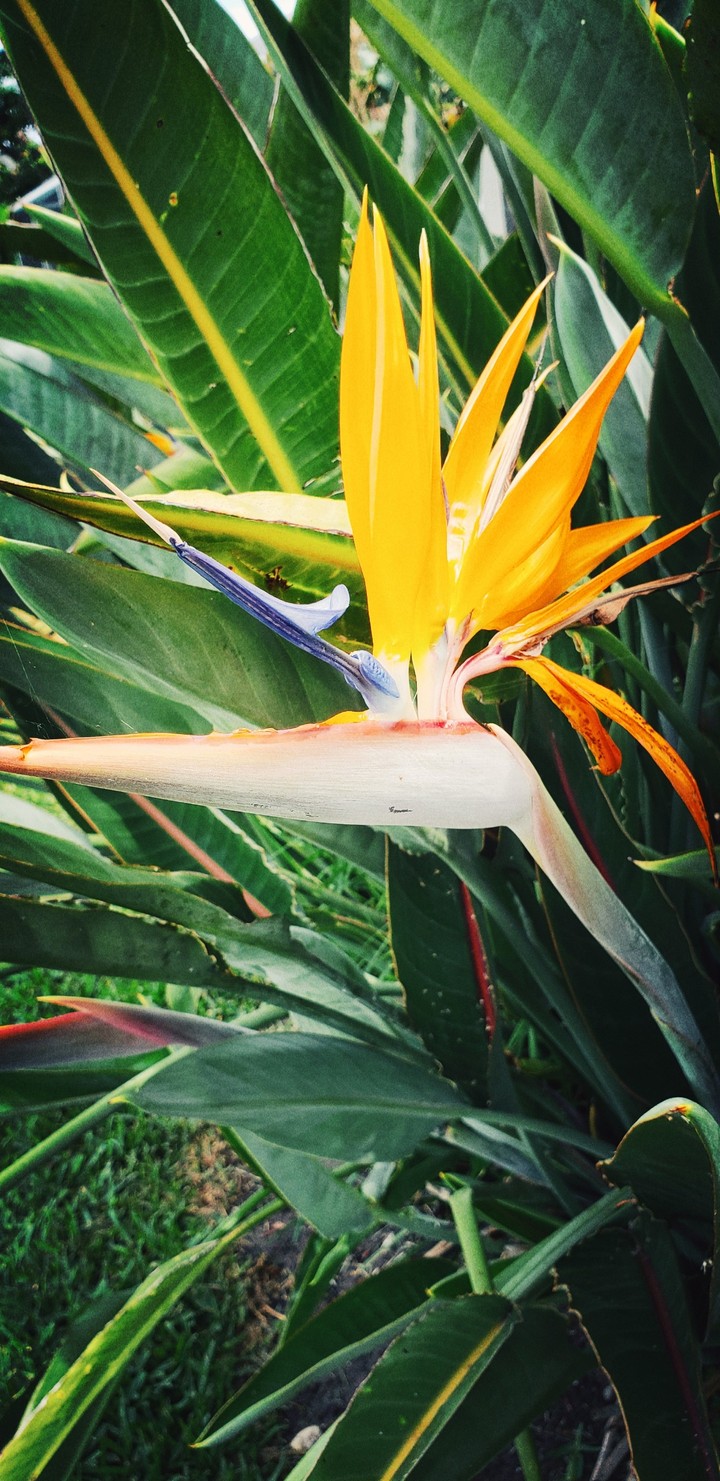 bird of paradise