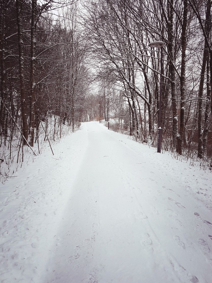 #snow#road#trees#winter