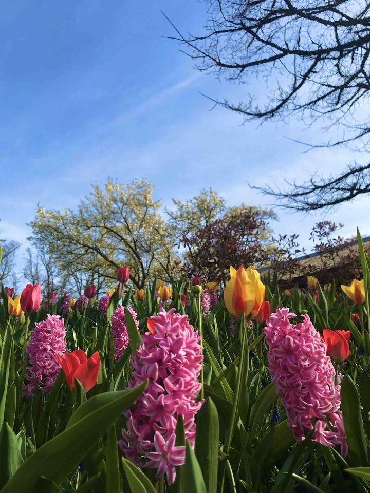 At the Keukenhof Park, 2019