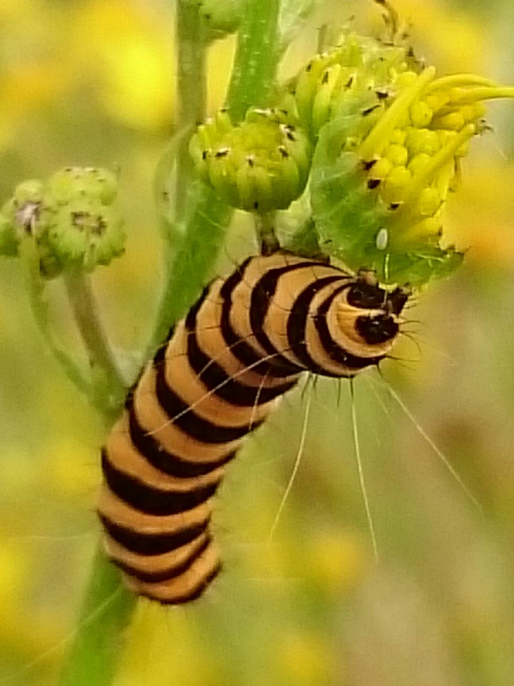Raupe des Jakopskrautbären