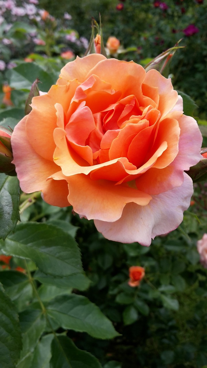 l'amour des fleurs