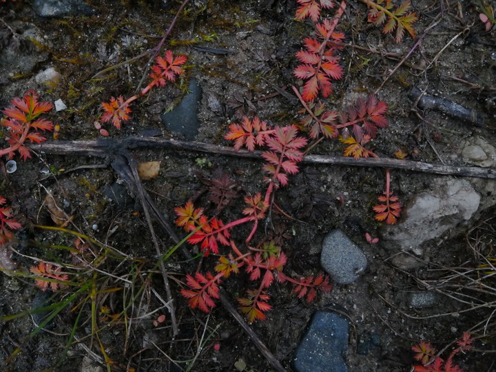 In the autumn