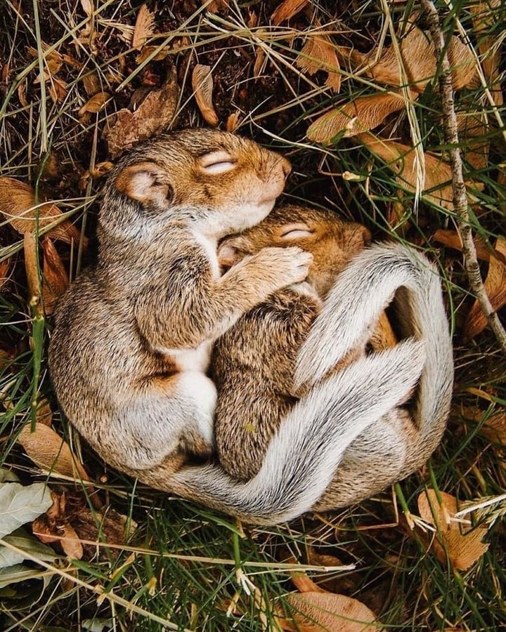 squirrel