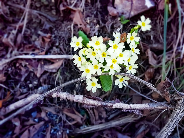 wild primrose