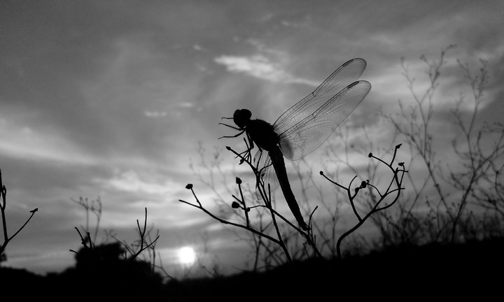 insect