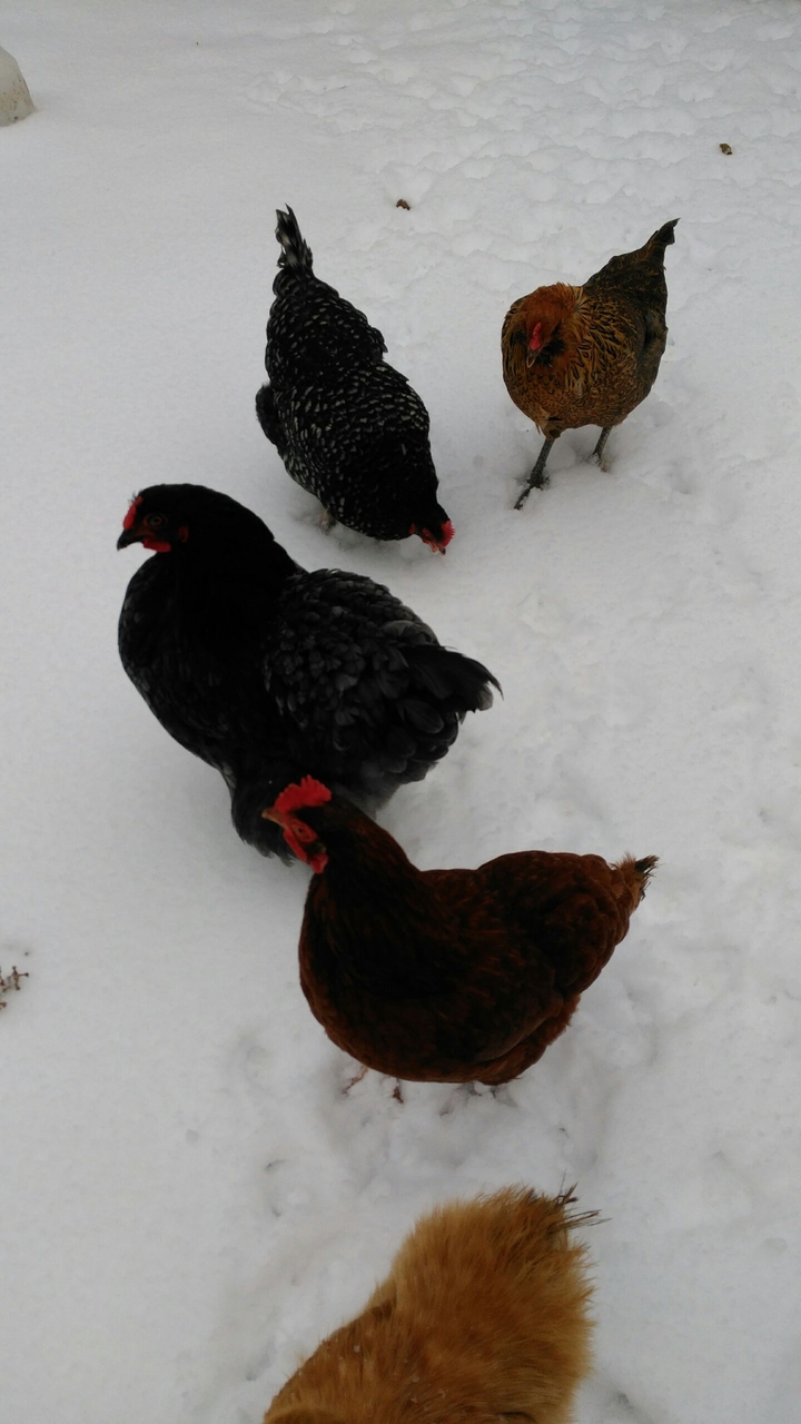 Chickens in the Snow