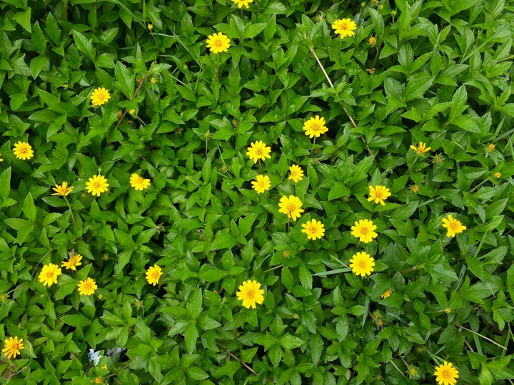 Yellow in Green