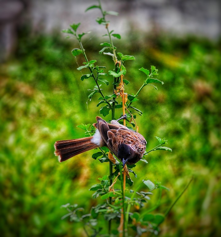 brown bird
