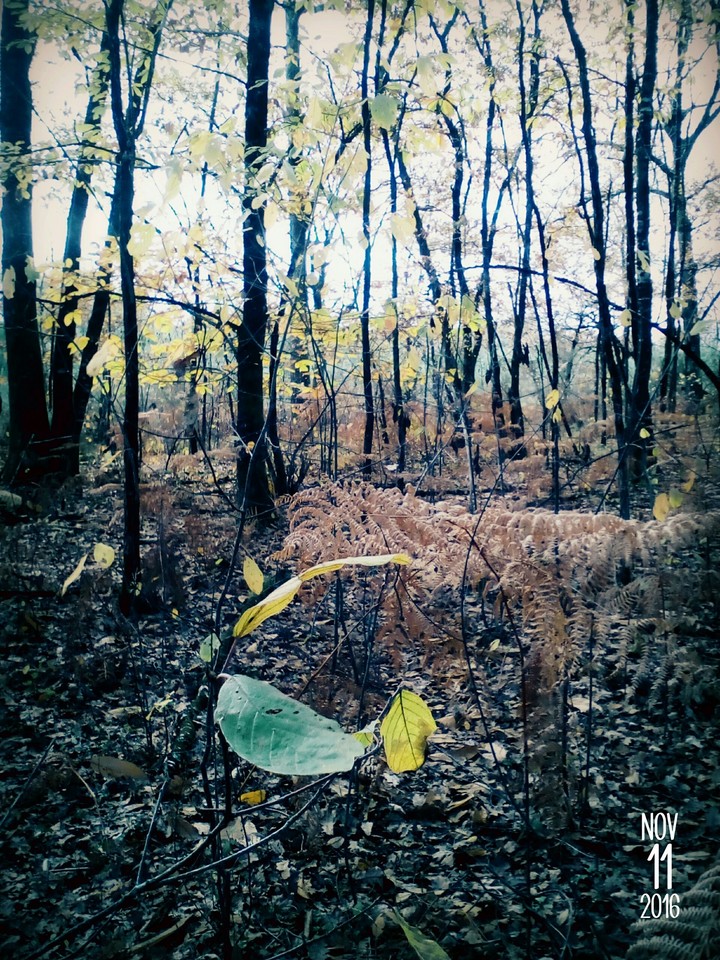 forest