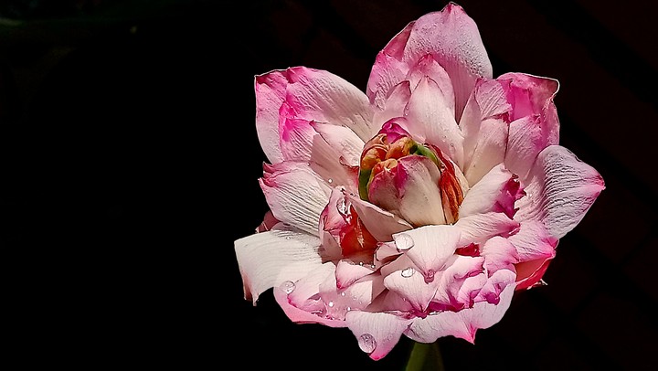 Lotus,flowers
