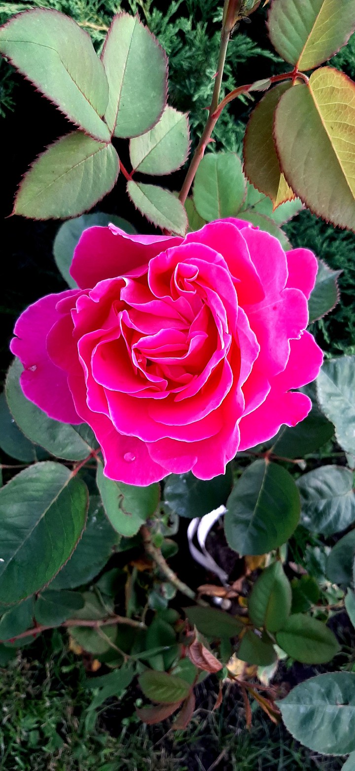 Rose
