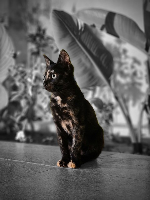 Carnivore, cat háttérképek