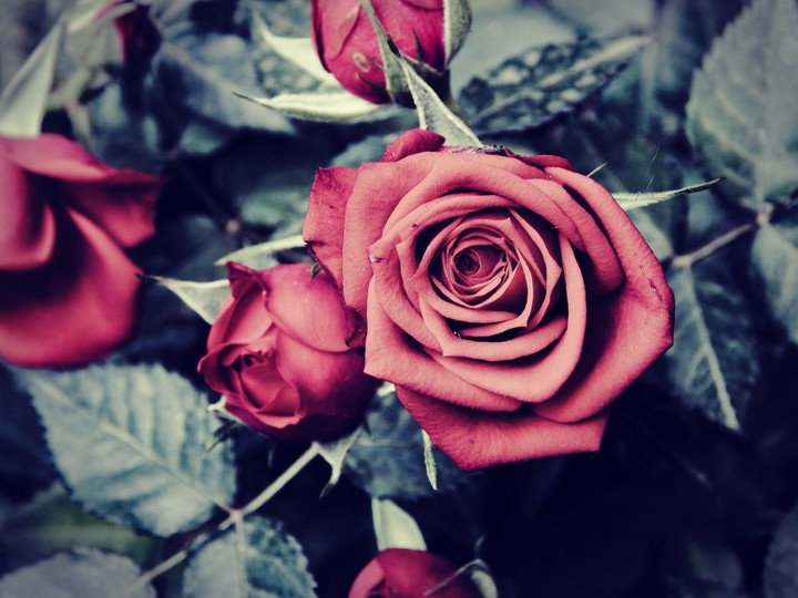 #rose #flower