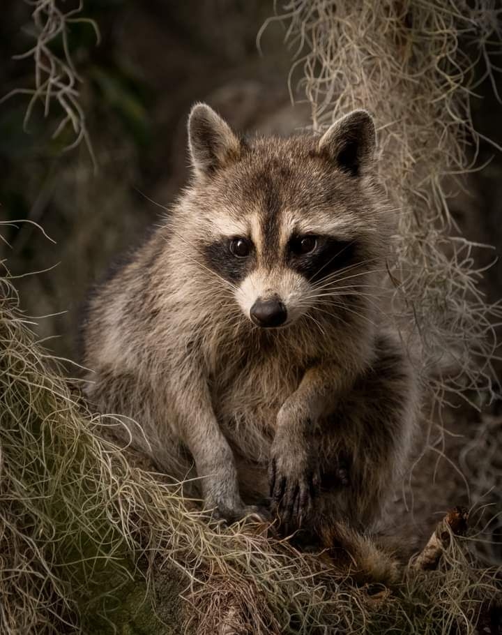 Jackal