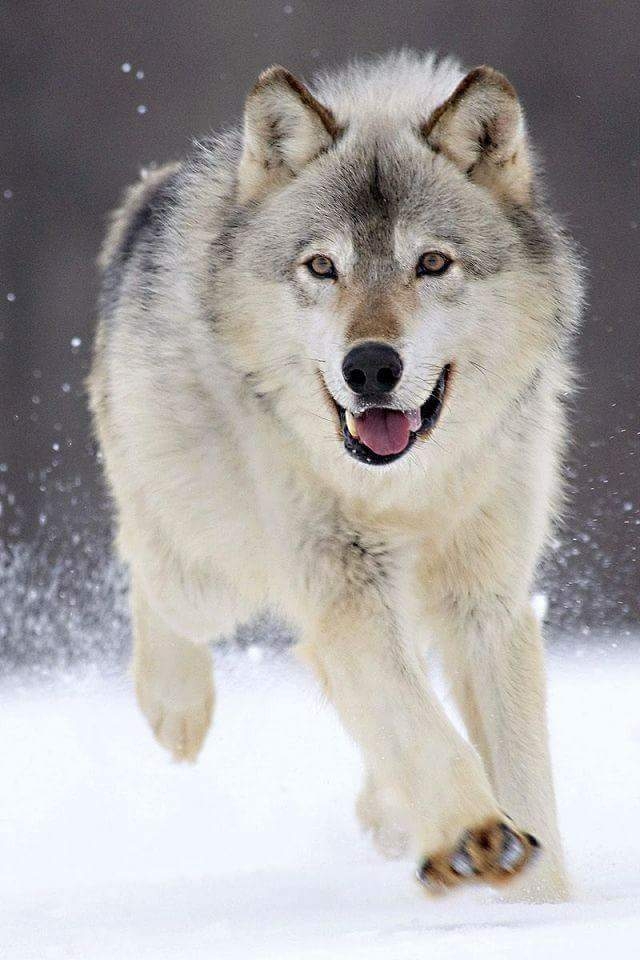 LOBO