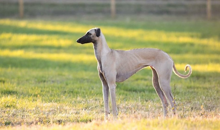 Karwan Hounds
