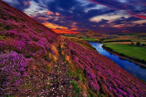 pink flowers on mountains