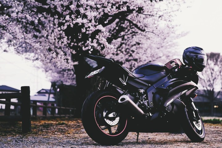 sakura Touring
