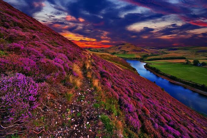 pink flowers on mountains