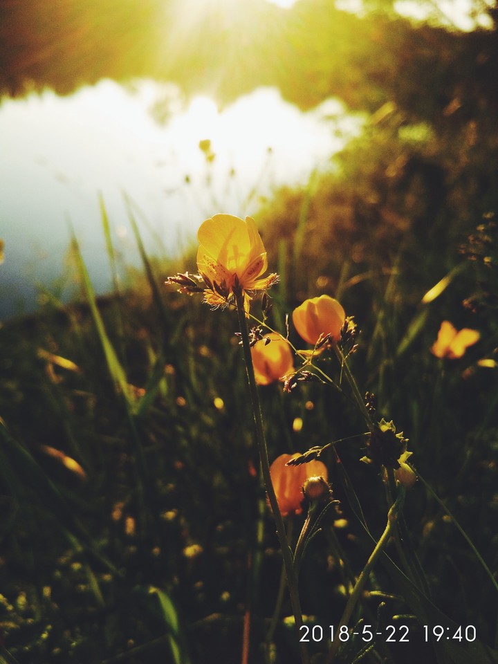 sunny