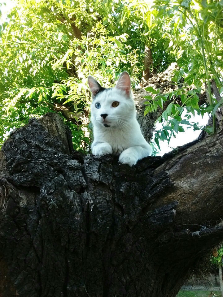 Gato Francisco