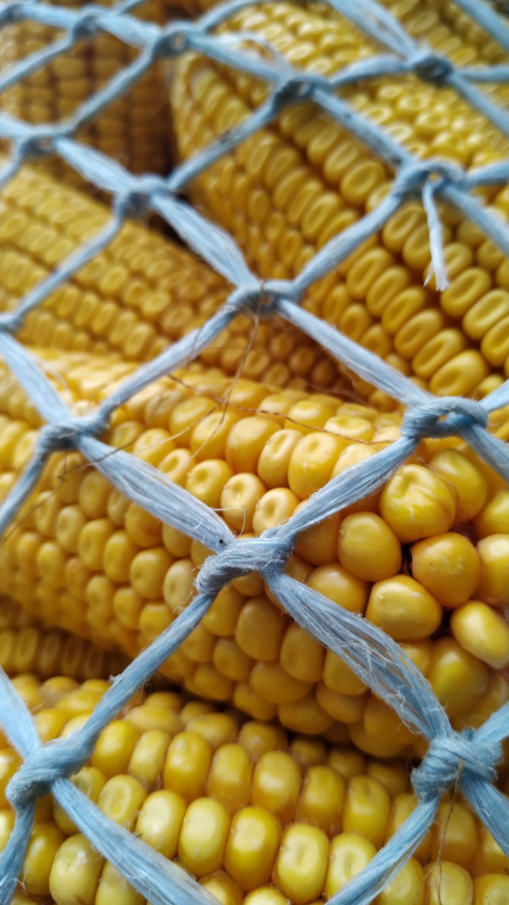 corn