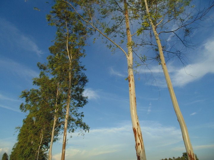 tree and sky