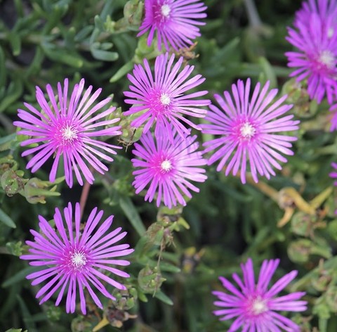 papéis de parede flower, hottentotfig