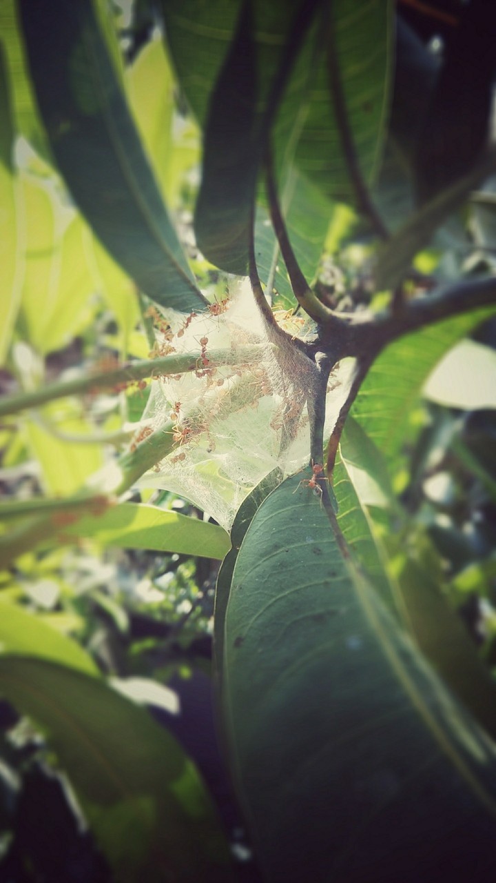 ant