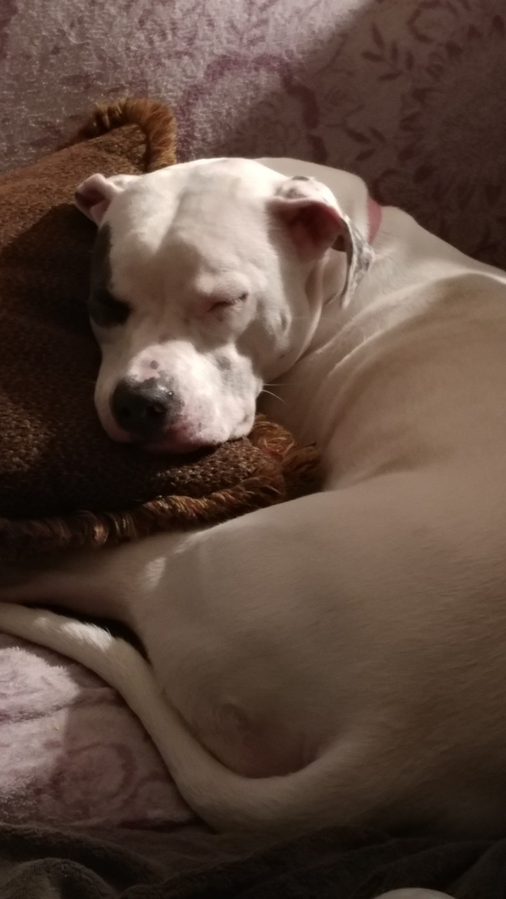 Soffie snuggled in with her pillow