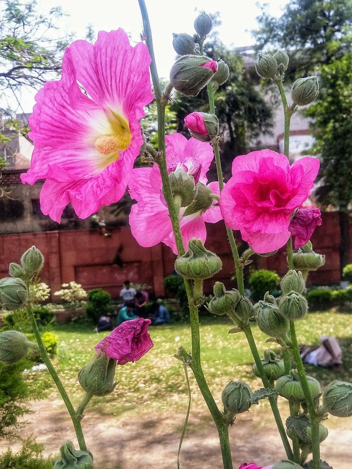 Spring
