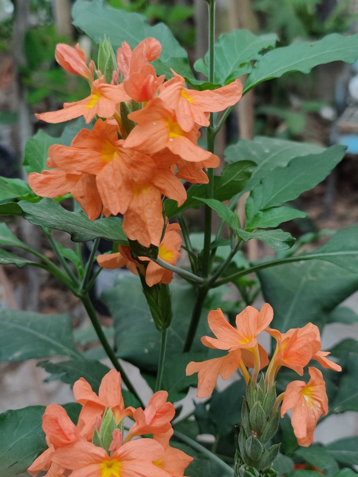 Crossandra