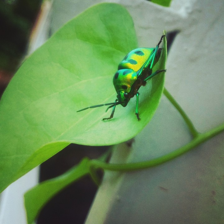 shiny insect