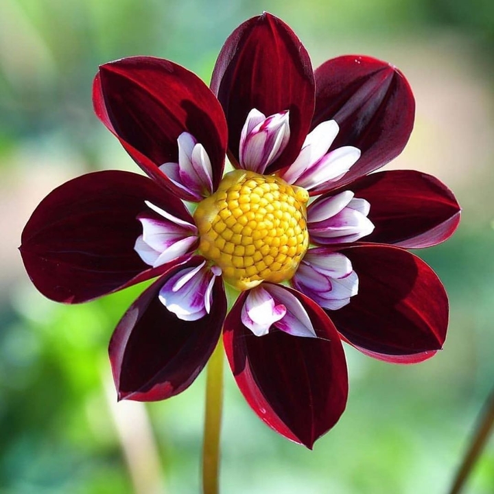 dark red flower