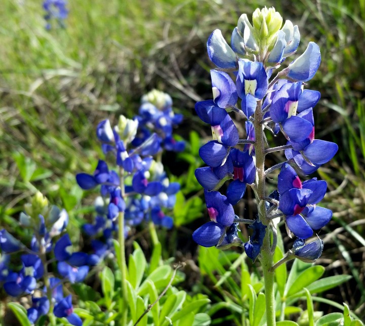 bluebonnets