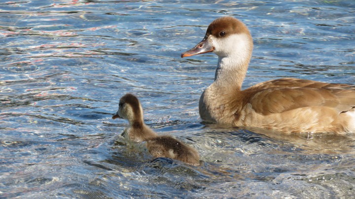 Sweet Ducks