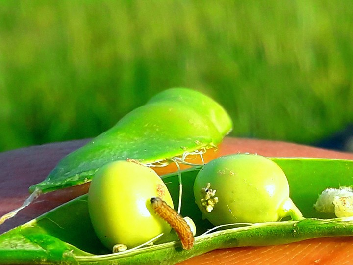 caterpillar on pea