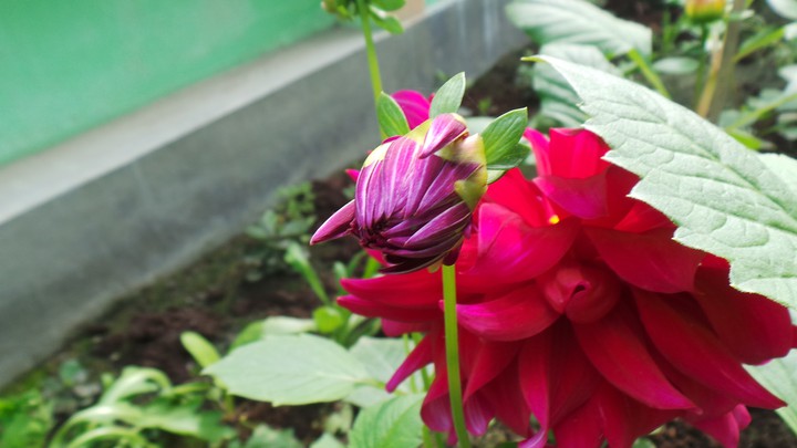 Flower bud