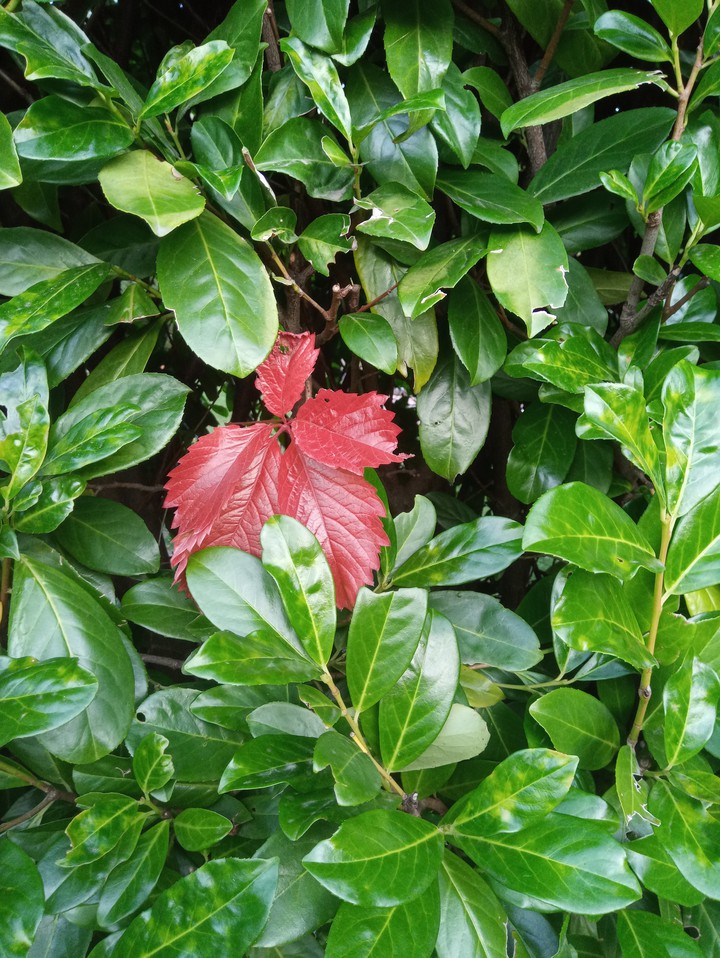 Autumn