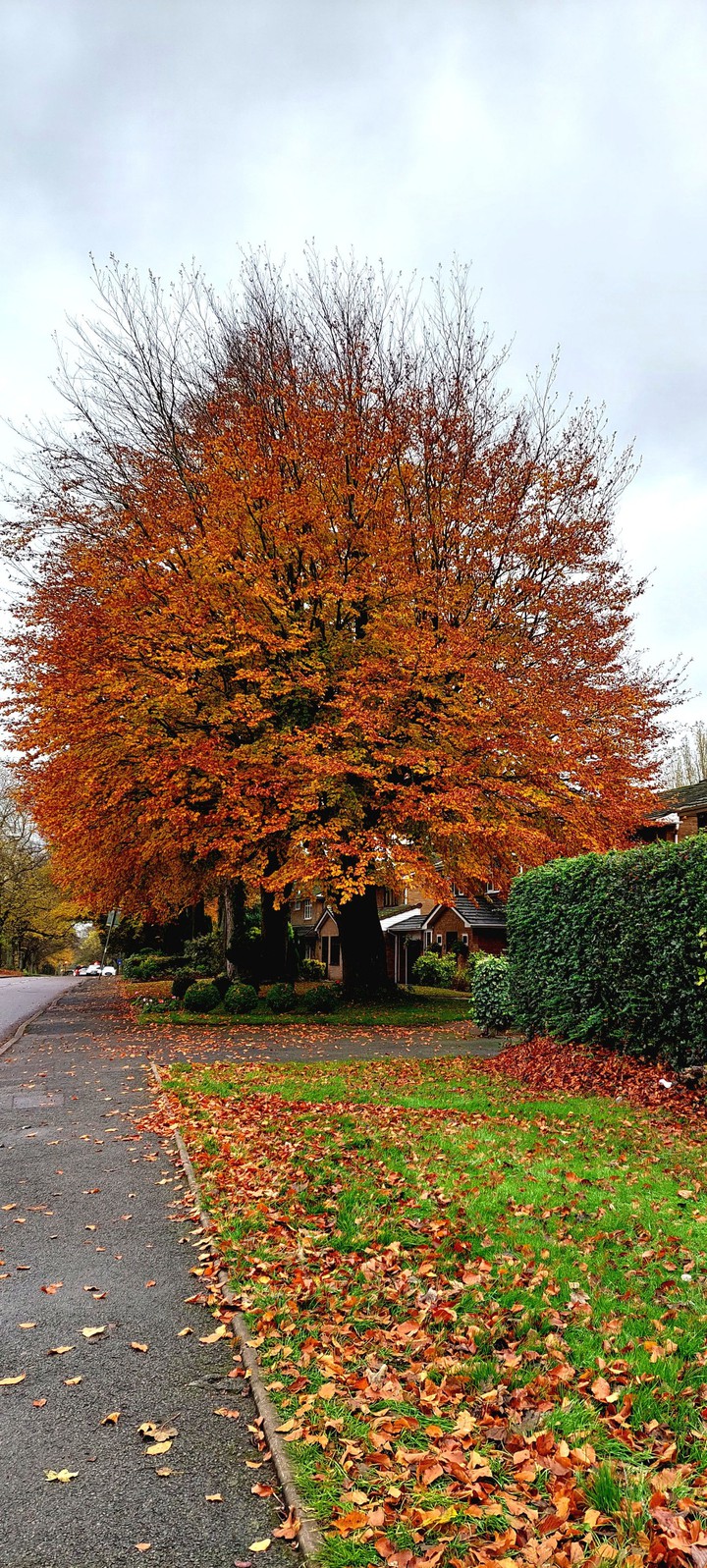 fall in colour