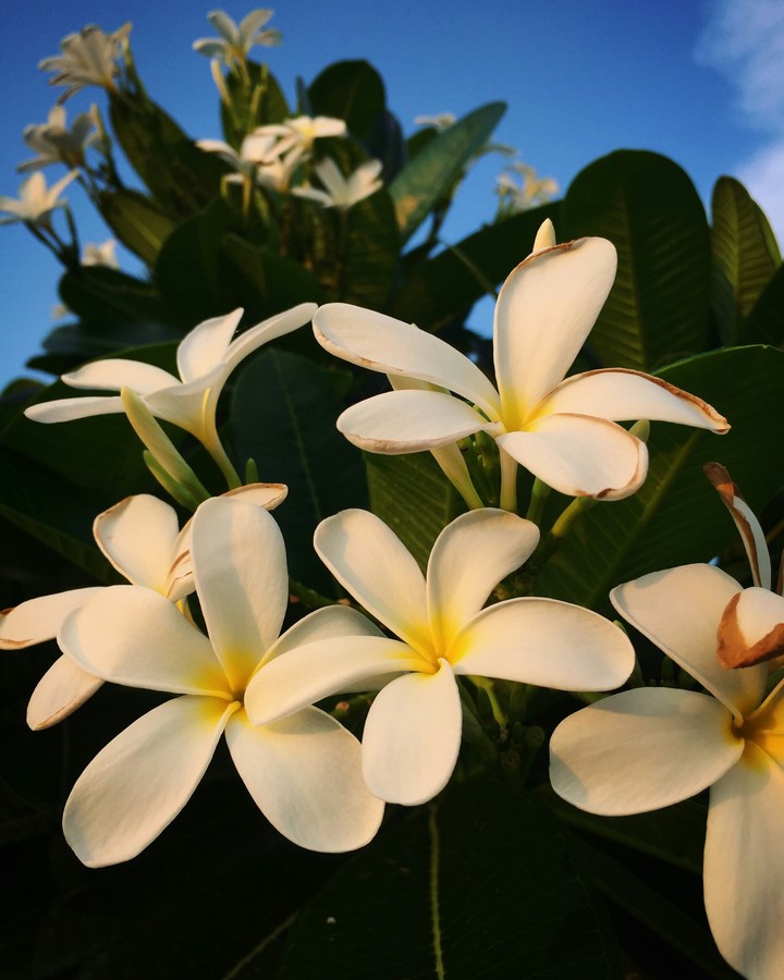 flowers