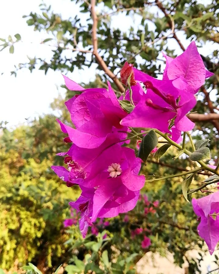 flower