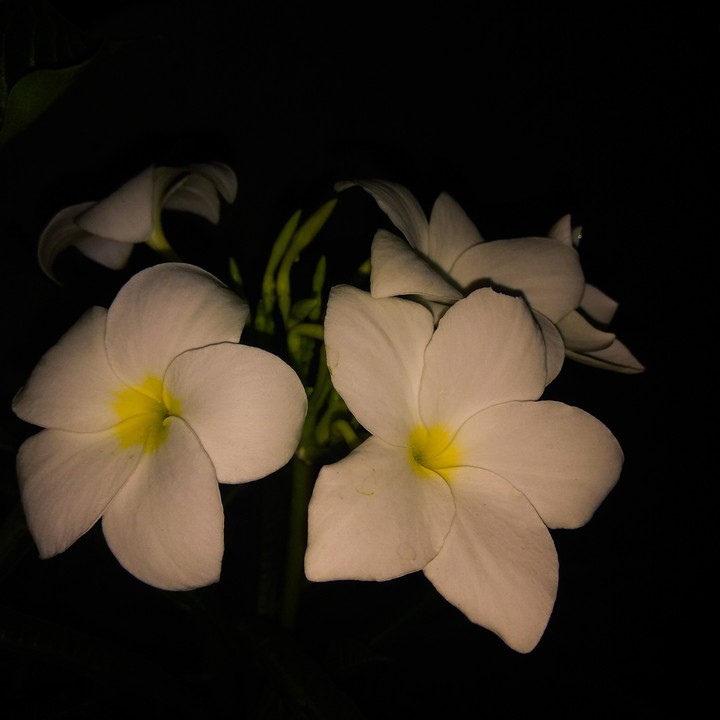 white....