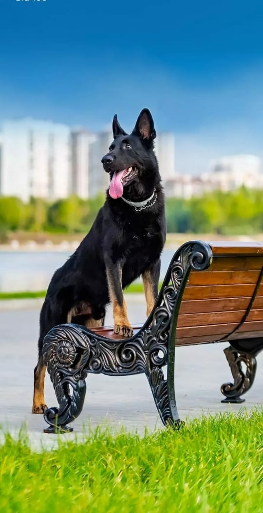 german Shepherd