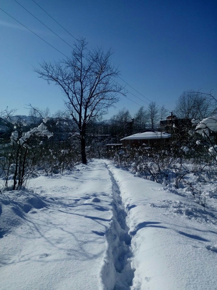 my garden